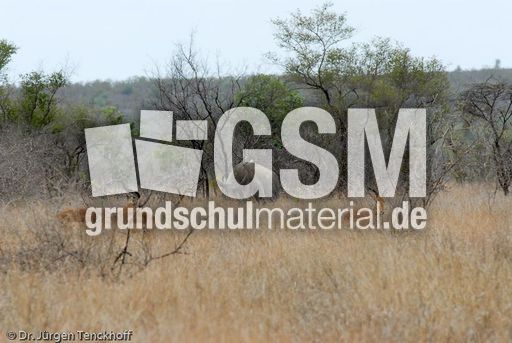 Breitmaulnashorn (1 von 28).jpg